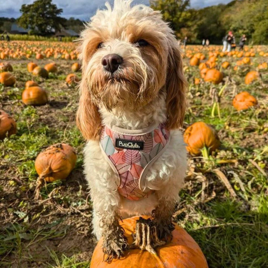 Adjustable Harness - Autumn Breeze