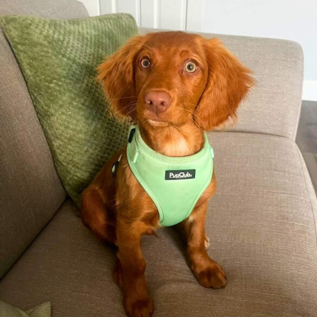 Adjustable Harness - Pastel Mint Green