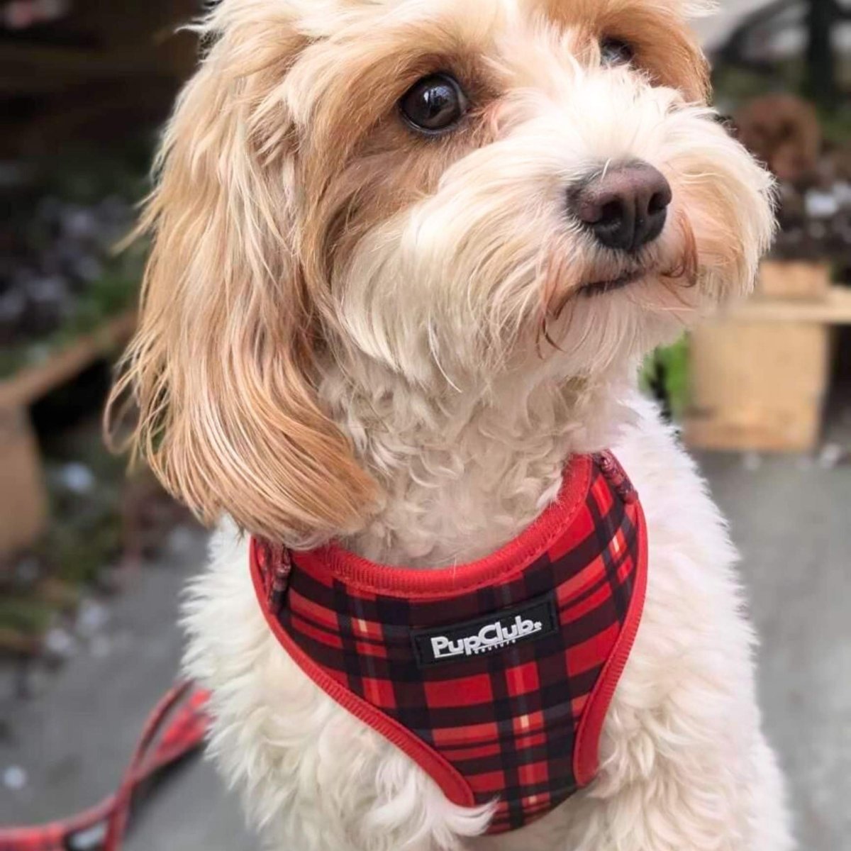 Adjustable Harness - Red Tartan