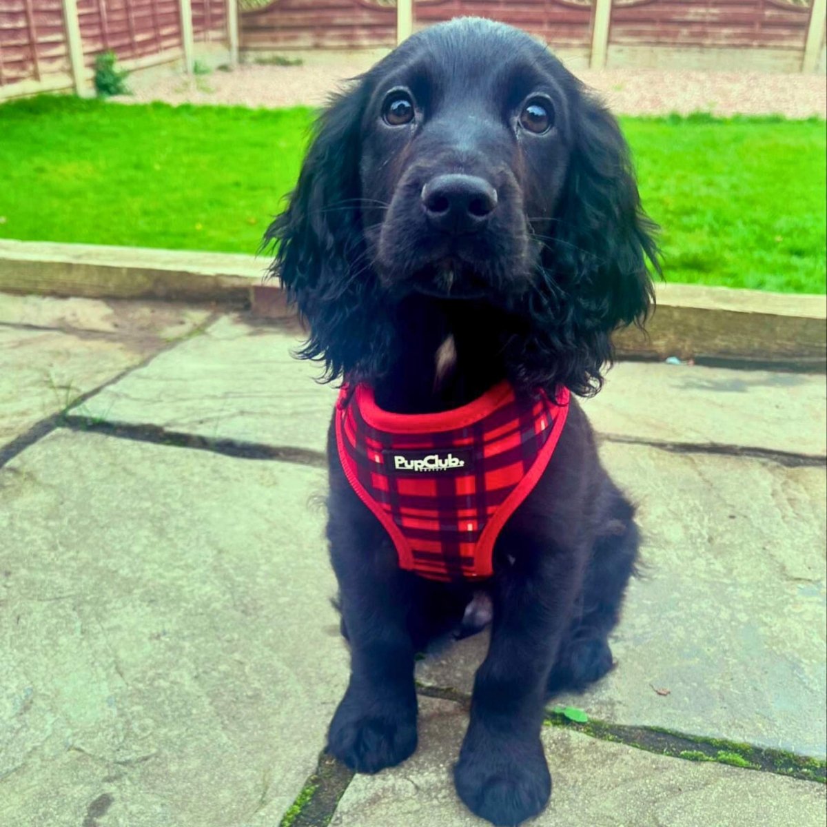 Adjustable Harness - Red Tartan