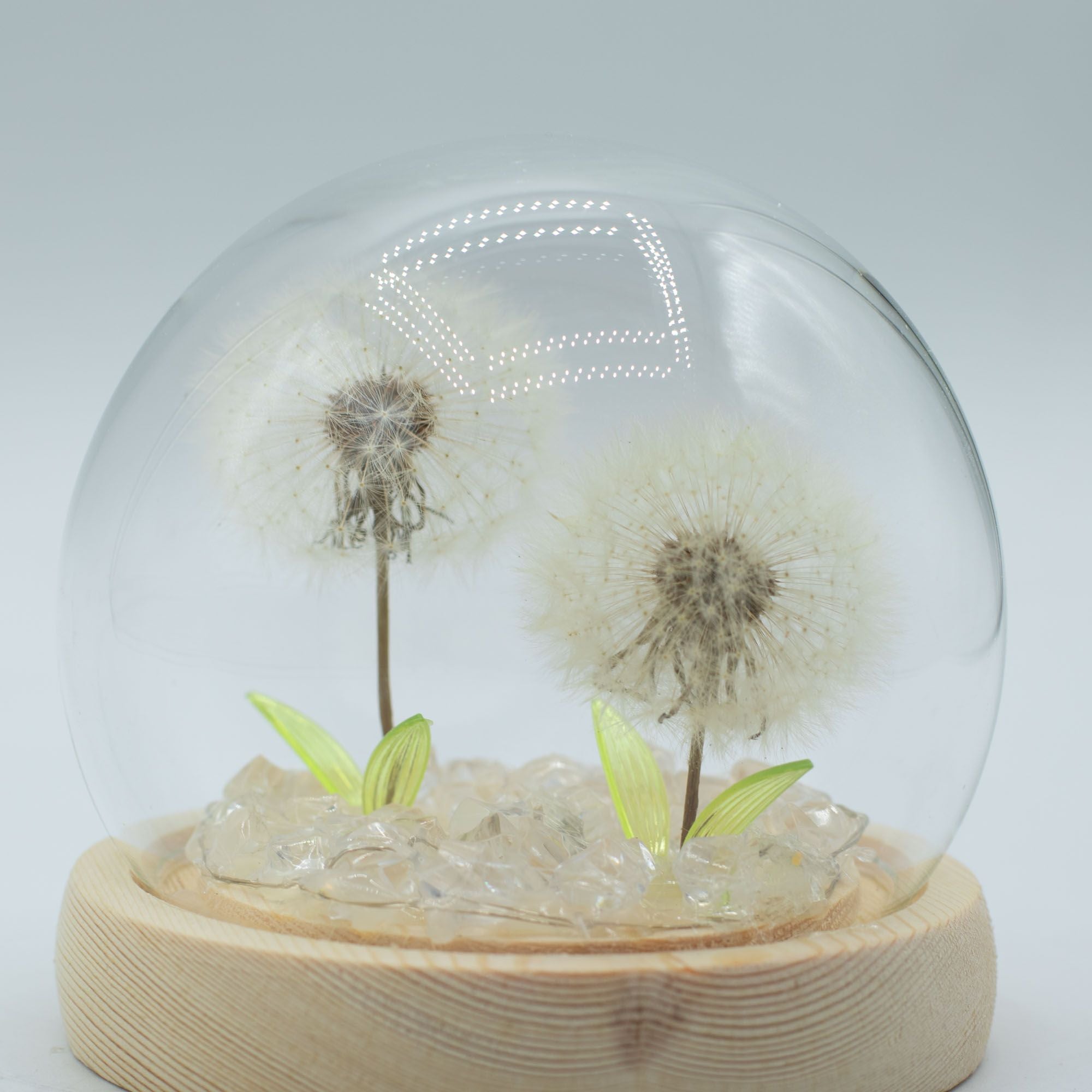 Floral Glow Garden Dome - 2 Dandelions - LED USB